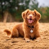 Dog at the beach