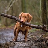 Dog with stick